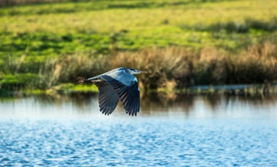 Fischreiher am Teich vertreiben? 5 Möglichkeiten! Tipps & Ratschläge