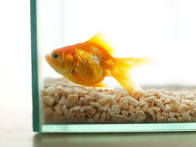 uitzetten Intensief extract Vissenkom kopen? Doe het niet! - Tips & Adviezen - Toppy