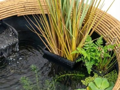 Welke planten zijn geschikt voor een mini-vijver? - Tips & Adviezen - Toppy
