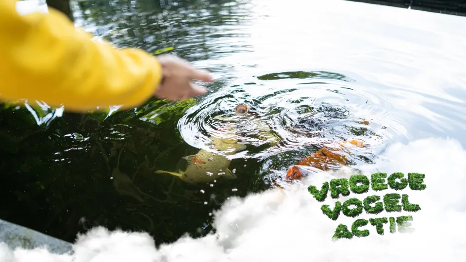 Vroege vogel vijver actie