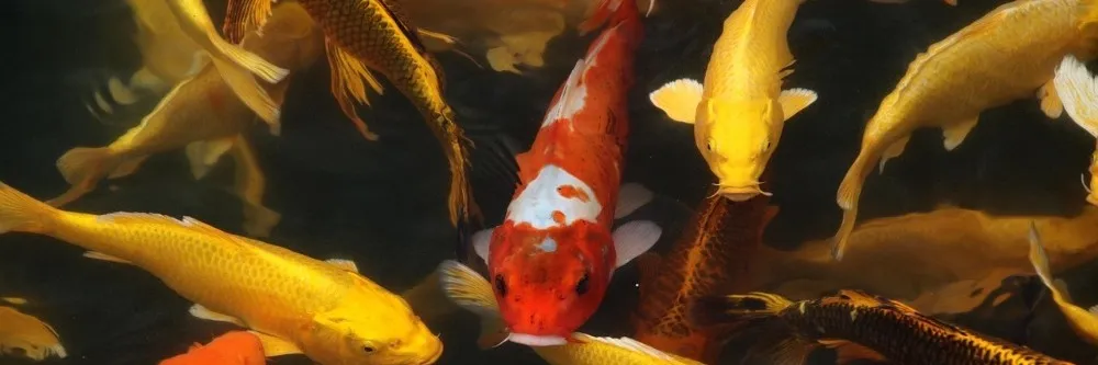 koi