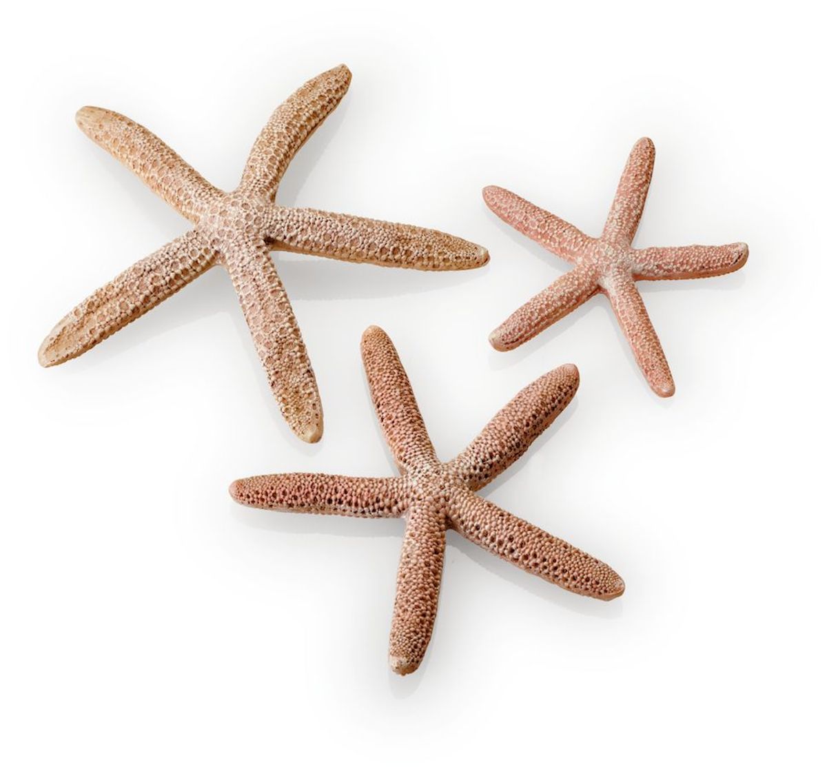 biOrb Zeester set van 3 naturel