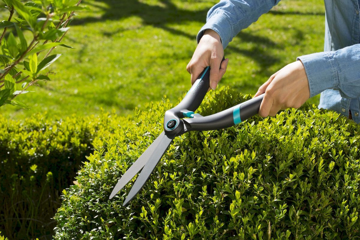 Gardena PrecisionCut Buxusschaar vormsnoeien bolvorm dichtbij