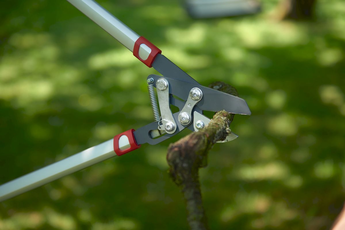 Wolf-Garten Power Cut RS 800 V takkenschaar dood hout knippen
