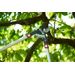 Wolf-Garten Power Cut RS 800 V takkenschaar aambeeld
