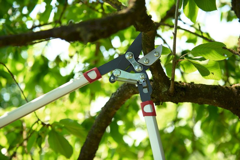 Wolf-Garten Power Cut RS 800 V takkenschaar aambeeld
