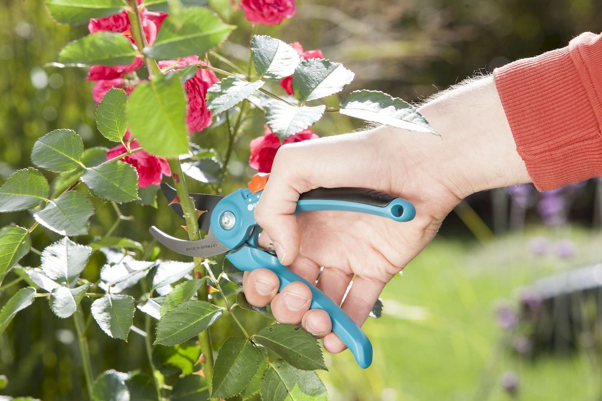 Gardena Classic bypass snoeischaar rozenstruik snoeien