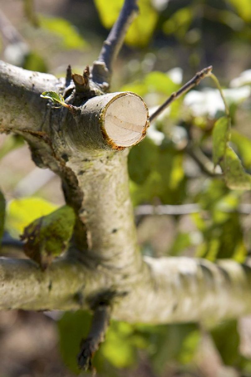 Gardena Comfort SmartCut aambeeld snoeischaar gesnoeide tak