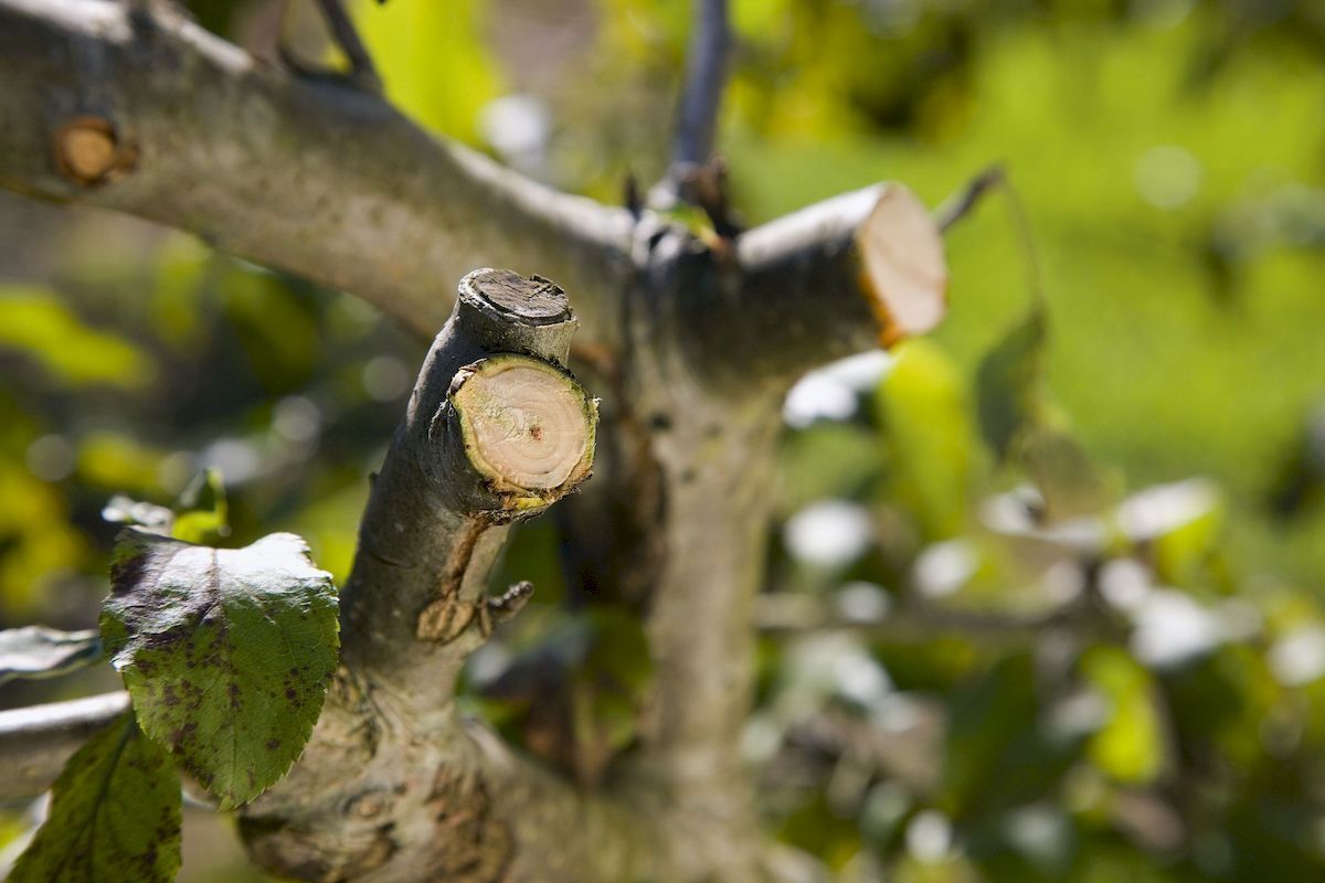 Gardena Comfort SmartCut aambeeld snoeischaar gesnoeide tak