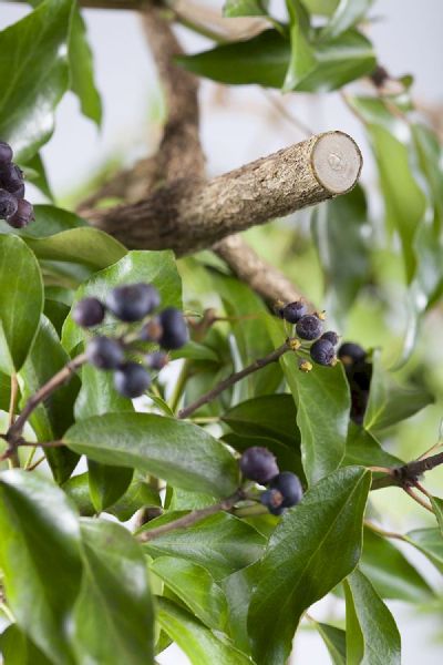 Gardena Premium BP50 bypass snoeischaar geknipte takken 