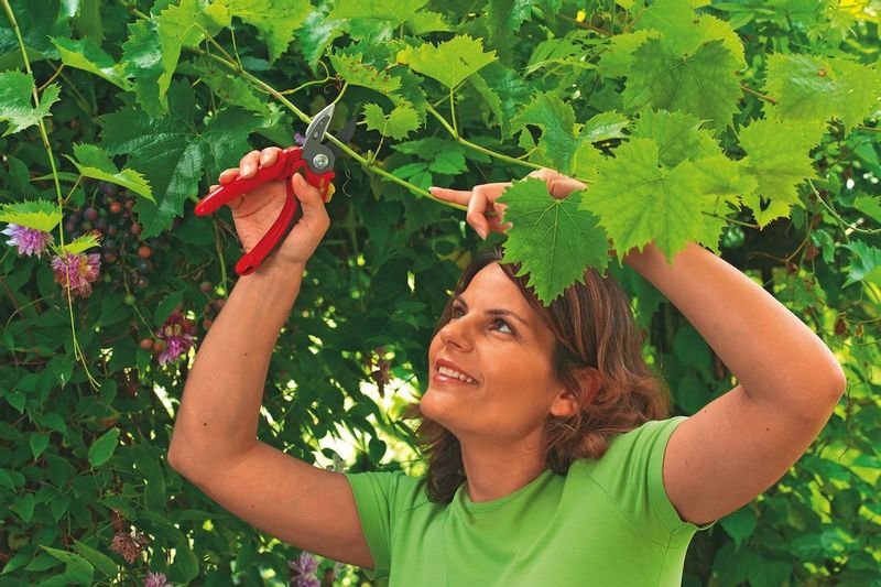  Wolf-Garten Comfort Plus RS2500 snoeischaar in gebruik