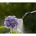 Gardena Easypump drukspuit 5 l, bloem besproeien
