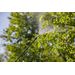 Gardena rugspuit 12 l, hoog in de bomen