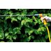 Hozelock Jet Spray spuitpistool - harde straal