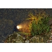 Pontec PondoStar vijververlichting LED Set 1
