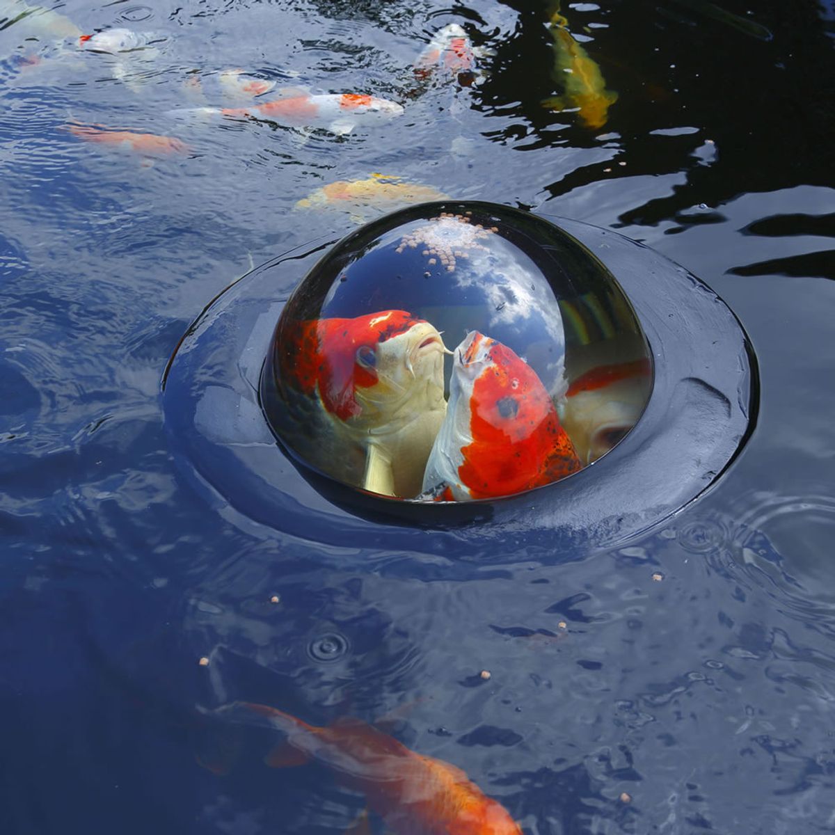 Velda Floating Fish Dome M 35 cm