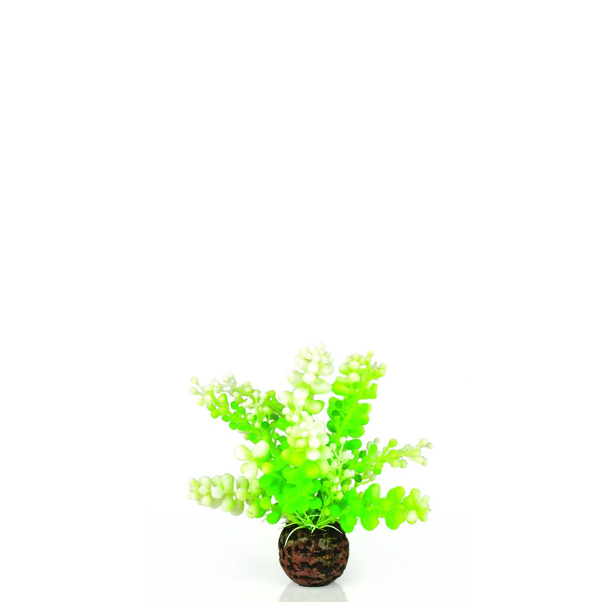 biOrb aquarium green caulerpa - klein