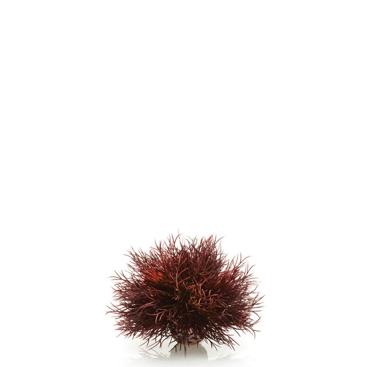 biOrb aquarium zeelelie - donkerrood