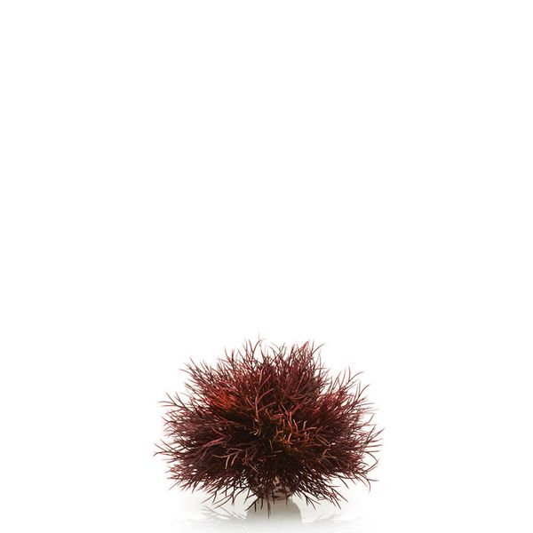 biOrb aquarium zeelelie - donkerrood
