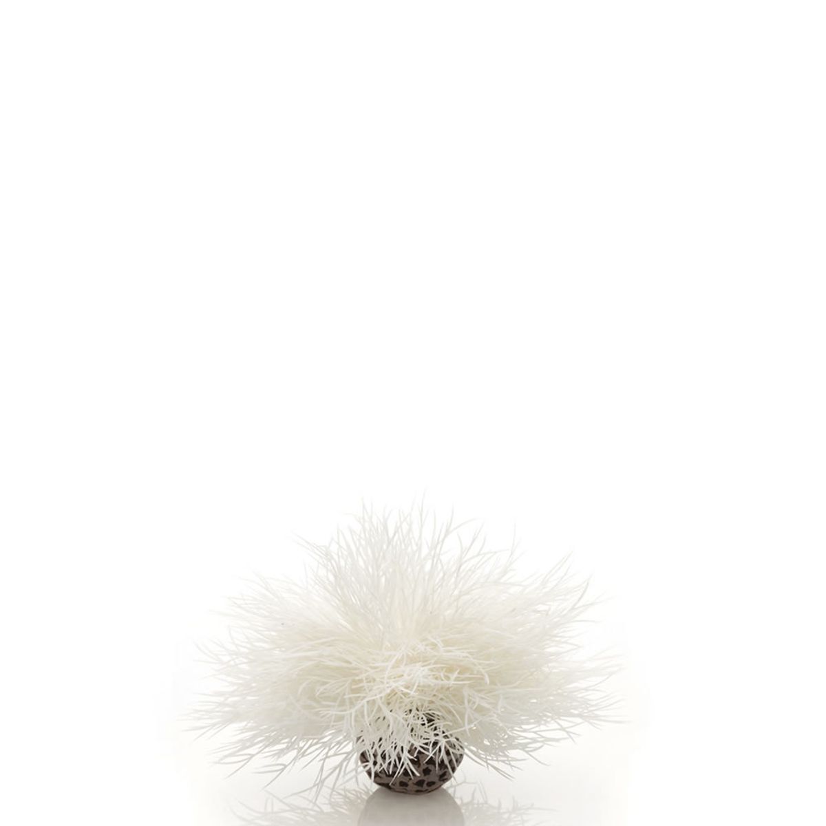 biOrb aquarium zeelelie - wit