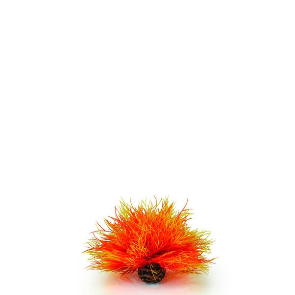 biOrb aquarium zeelelie - oranje