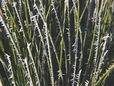 planten tuin beschermen winter