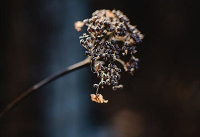 Hortensia uitgebloeid