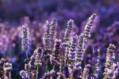 Lavendel