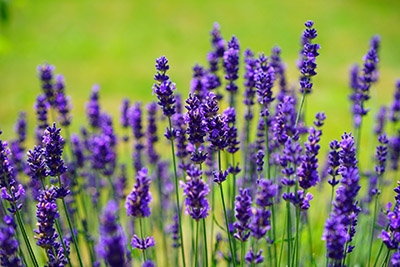 Lavendel onderhoudsvriendelijke plant