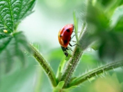 Bladluis en lieveheersbeestje