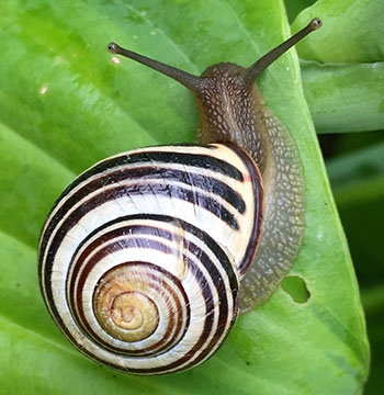 Slak op blad