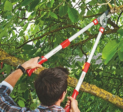 takkenschaar boom