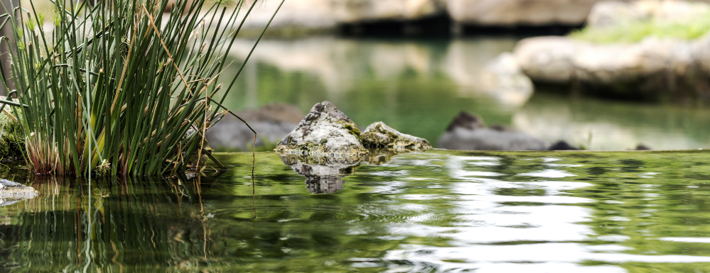 vijverwater